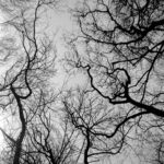 branches