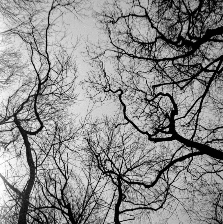 branches